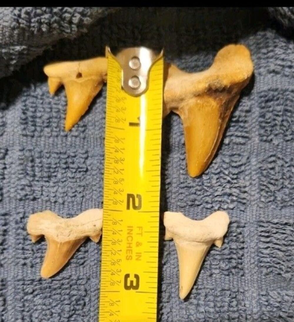 Four Fossilized Shark Teeth - Picture 3 of 3